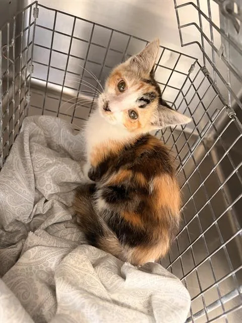 A baby small-sized female Domestic Short Hair cat named A for adoption in Chula Vista, CA