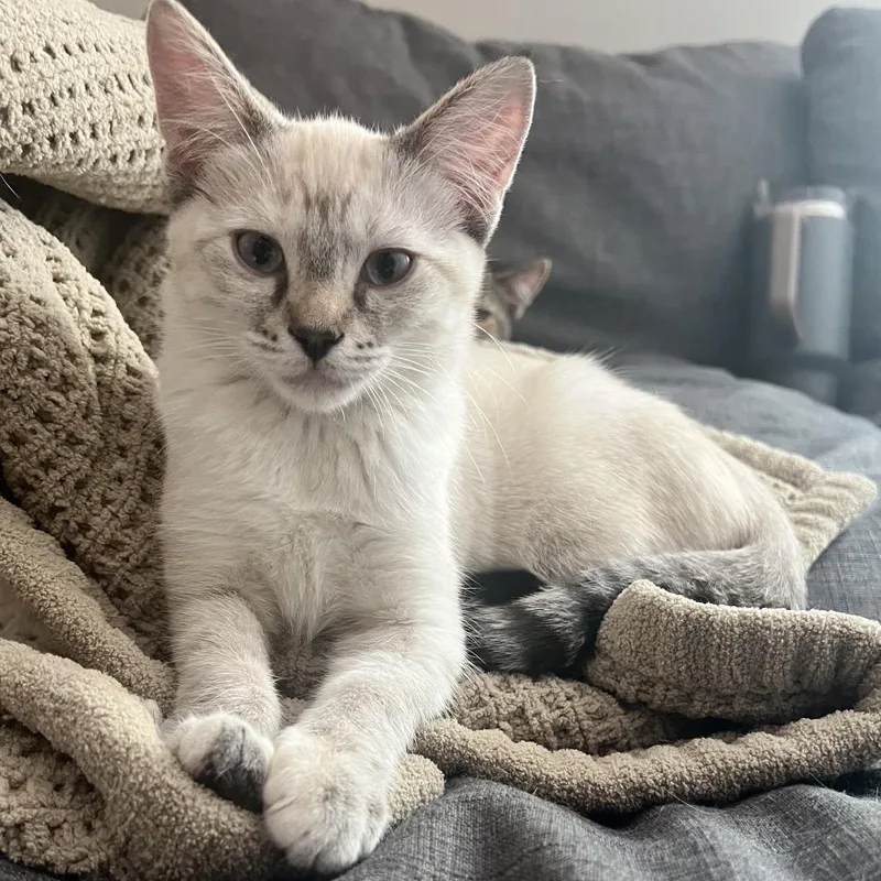 A baby small-sized female Domestic Short Hair cat named Heather for adoption in Grantsville, UT
