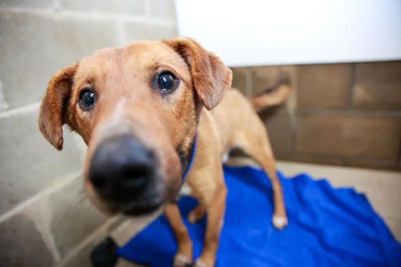 An adult medium-sized male Mixed Breed dog named Diesel for adoption in Loogootee, IN