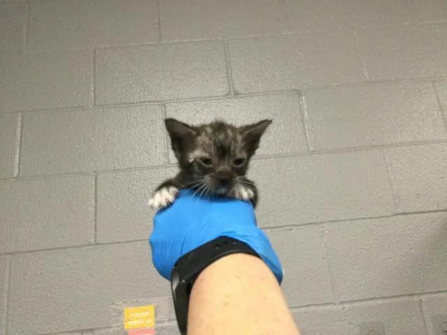 A baby small-sized female Domestic Medium Hair cat named Apple for adoption in Thousand Palms, CA