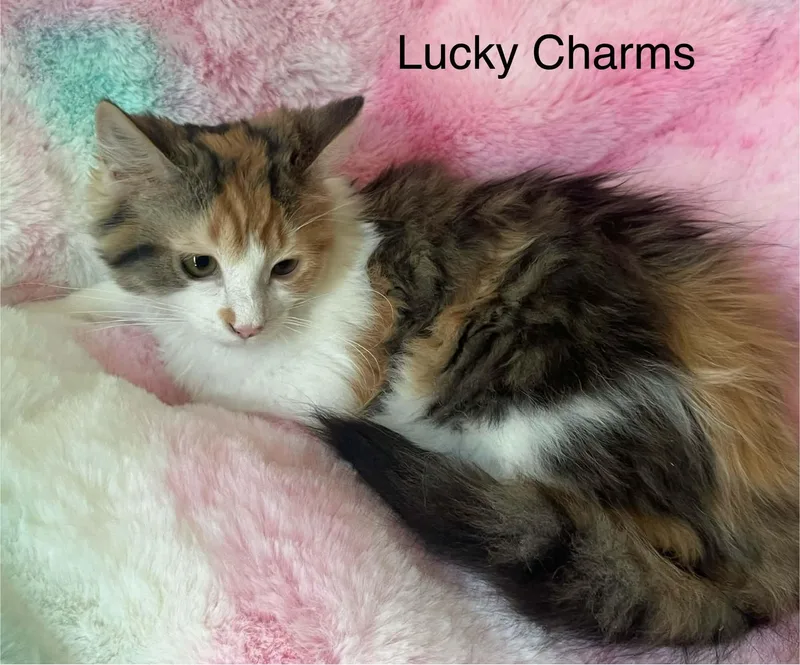 Lucky Charms thumbnail 2