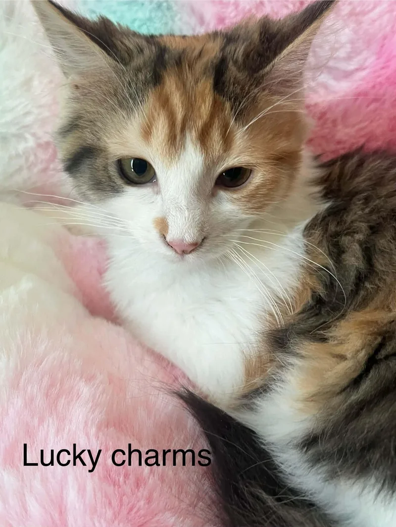 Lucky Charms thumbnail 4