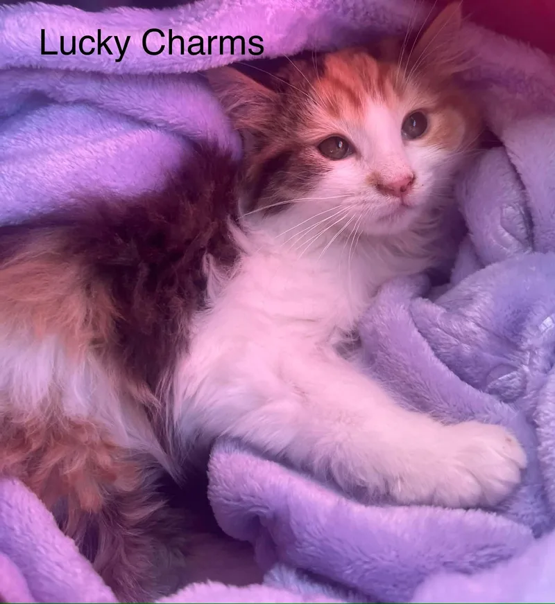Lucky Charms thumbnail 5