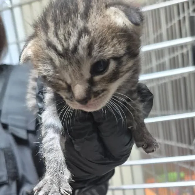 A baby small-sized female Brown / Chocolate Domestic Short Hair cat named Tokyo for adoption in Columbus, GA