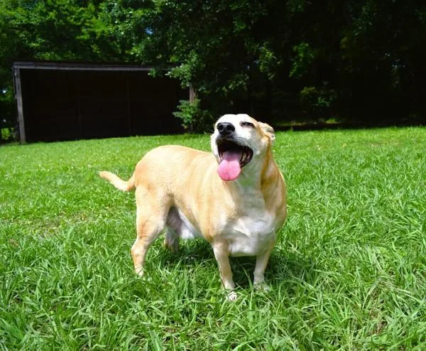 A senior medium-sized male Mixed Breed dog named Hunter for adoption in Mobile, AL