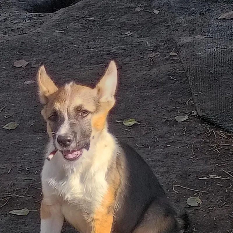 A young large-sized male Tricolor (Brown, Black, & White) German Shepherd Dog dog named Hank for adoption in Salisbury, MD