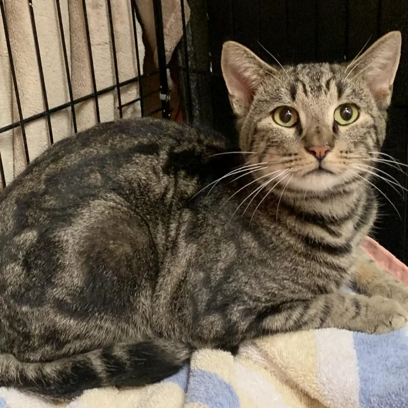 An adult large-sized male Tabby (Brown / Chocolate) Domestic Short Hair cat named Nugget for adoption in Hudson, NY