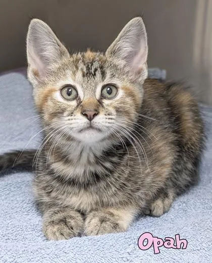 A baby small-sized female Domestic Medium Hair cat named Opah for adoption in Mason, MI
