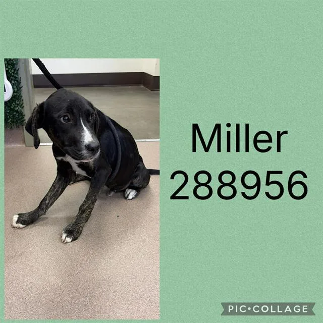 A young small-sized male Mixed Breed dog named Miller for adoption in Macon, GA