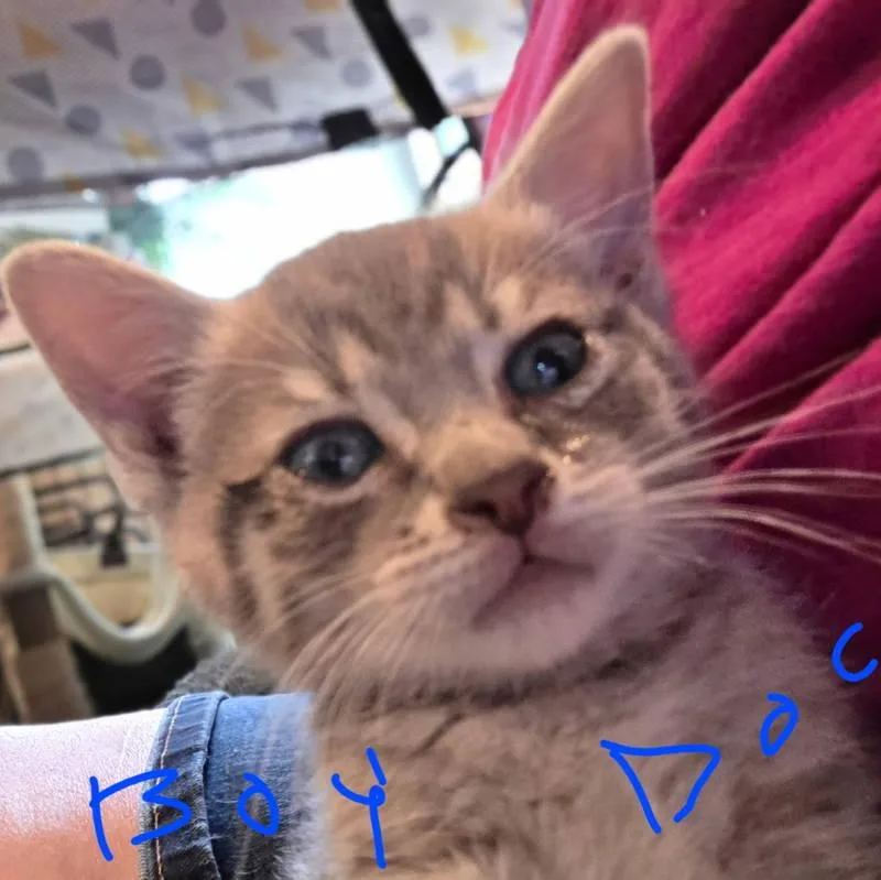 A baby medium-sized male Tabby (Gray / Blue / Silver) Domestic Short Hair cat named Jupiter for adoption in Philadelphia, PA