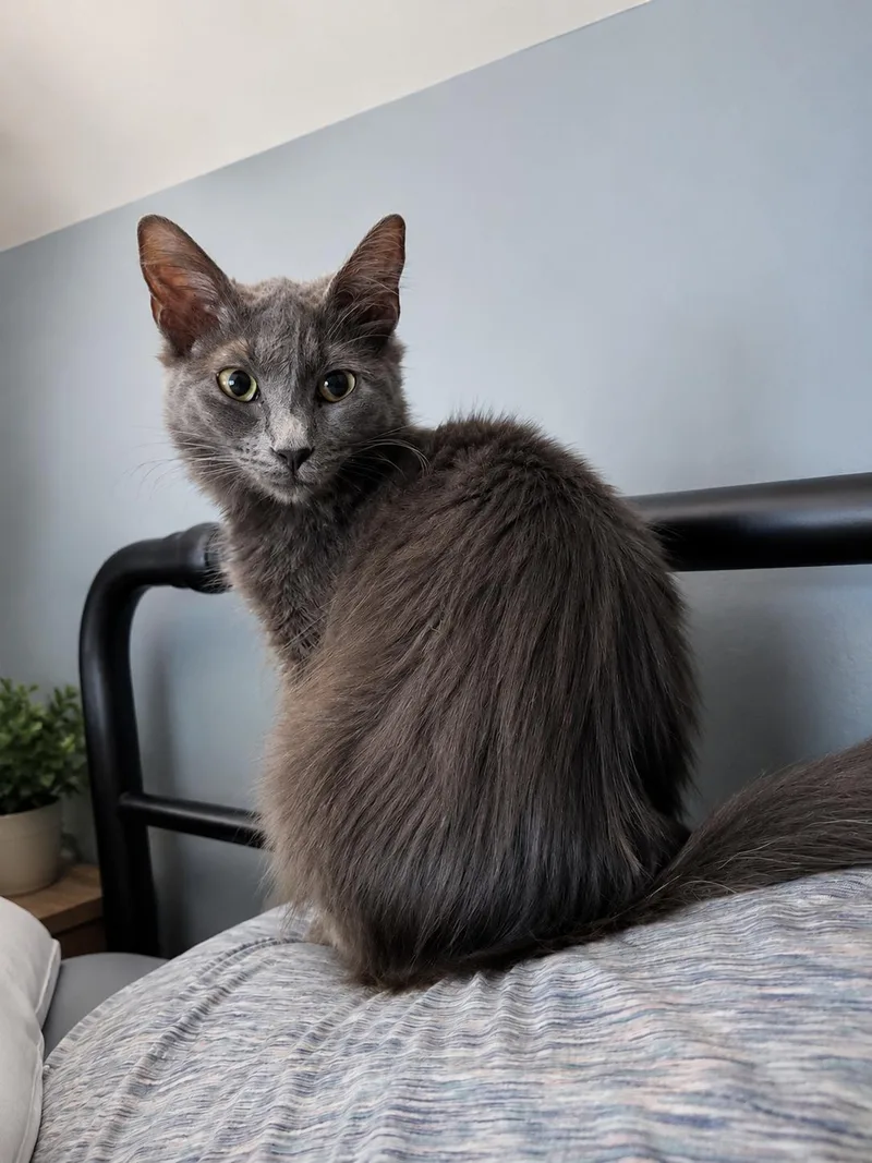 Josephine