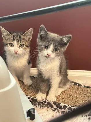 A baby small-sized female Domestic Short Hair cat named Earl Grey for adoption in West Chester, PA