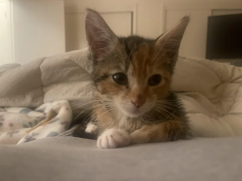 A baby medium-sized female Domestic Short Hair cat named Blue for adoption in Nutley, NJ