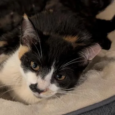 A baby small-sized female Calico Domestic Short Hair cat named Smudge for adoption in Houston, TX