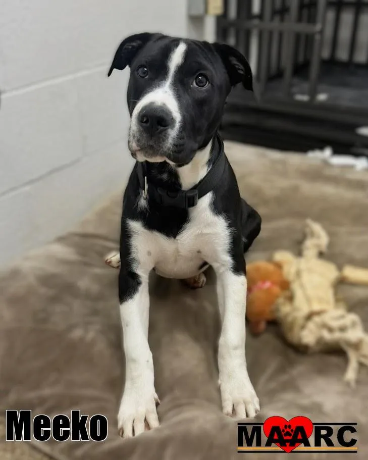 A baby large-sized male Great Dane dog named Meeko for adoption in Maryville, TN