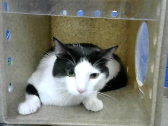 An adult medium-sized male Domestic Short Hair cat named Night for adoption in Albuquerque, NM