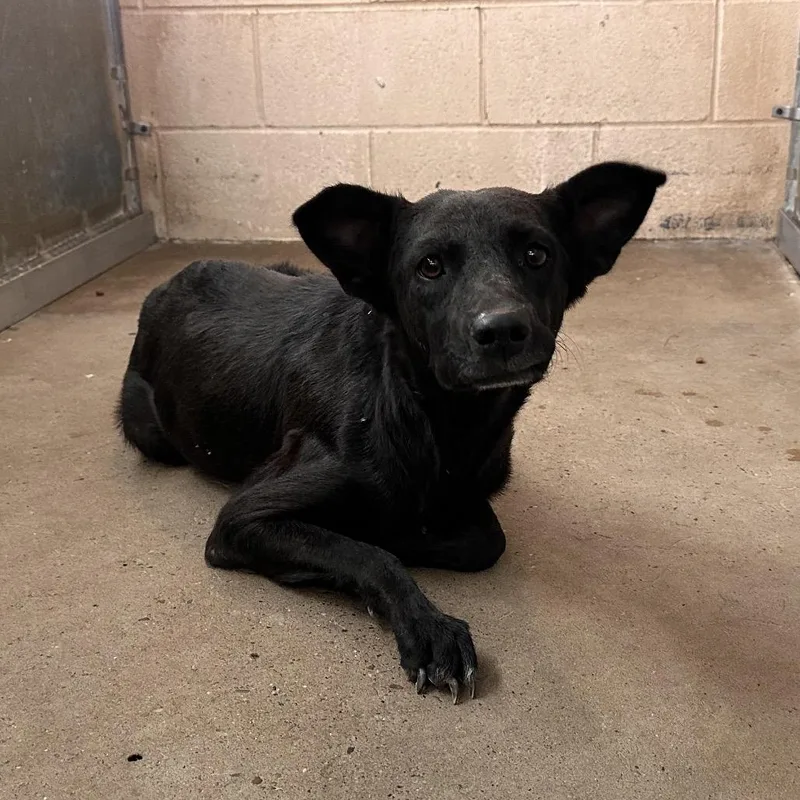 An adult medium-sized female Black Shepherd dog named Alma for adoption in Edinburg, TX
