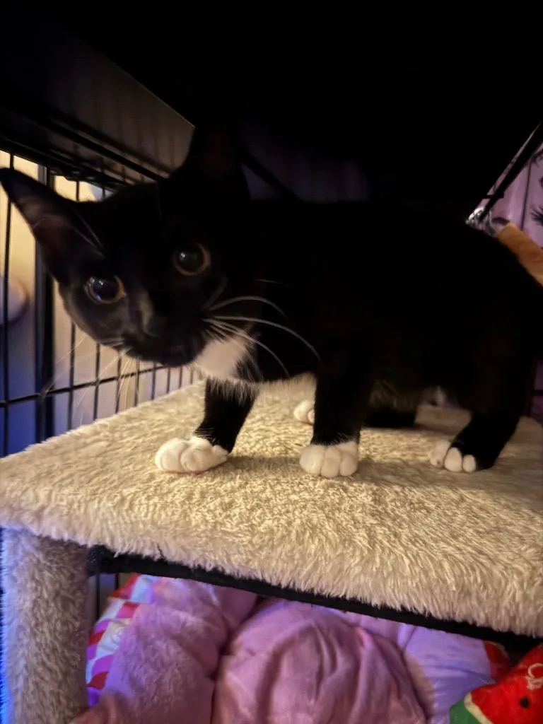 A baby small-sized female American Shorthair cat named Asuka for adoption in Hagaman, NY