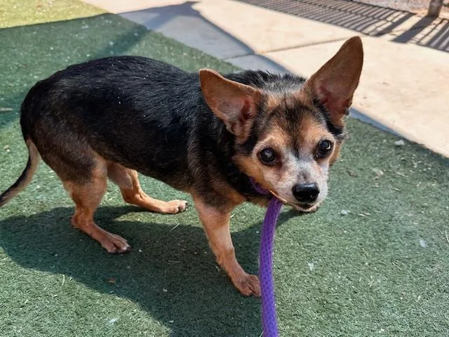 A senior small-sized male Chihuahua dog named Orejon for adoption in Albuquerque, NM