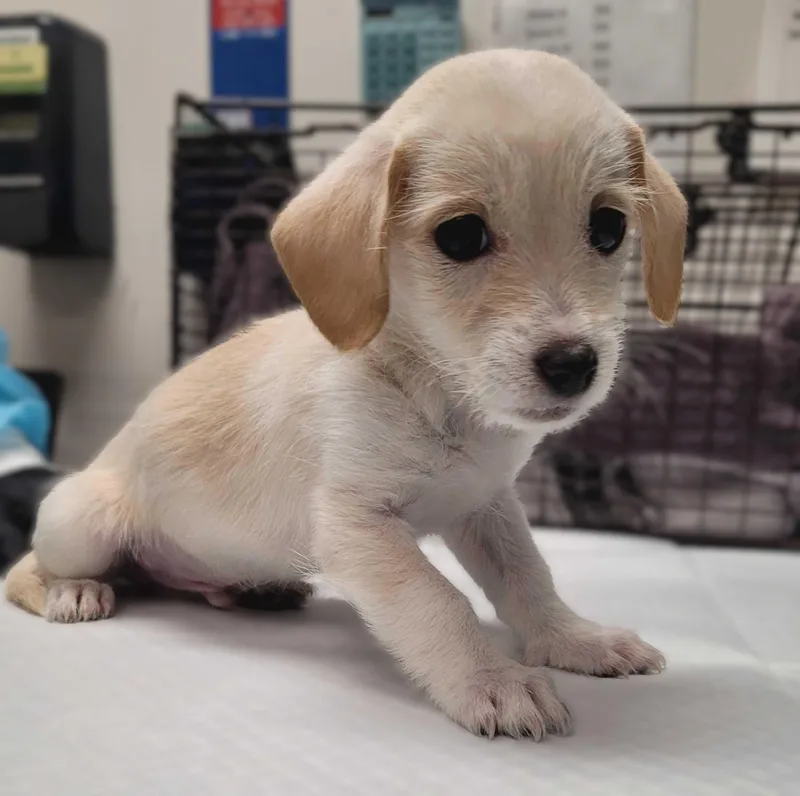 A baby small-sized male Chihuahua dog named Buddy for adoption in Van Nuys, CA