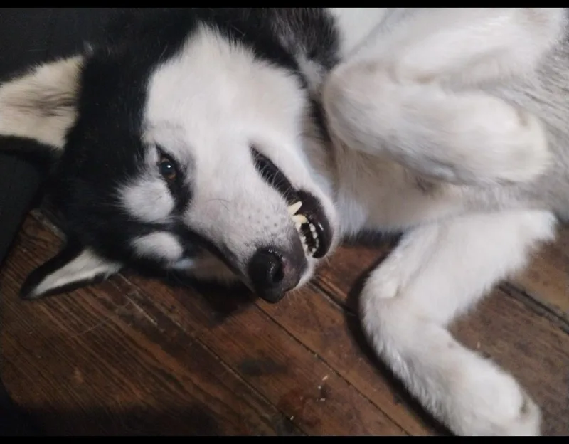 Hercules thumbnail 4