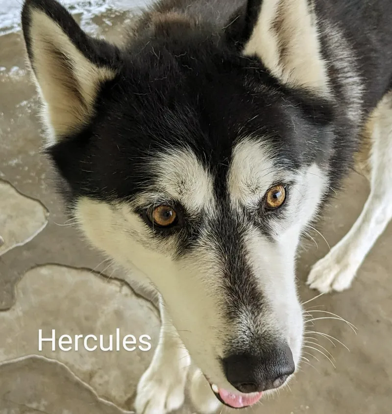Hercules thumbnail 5