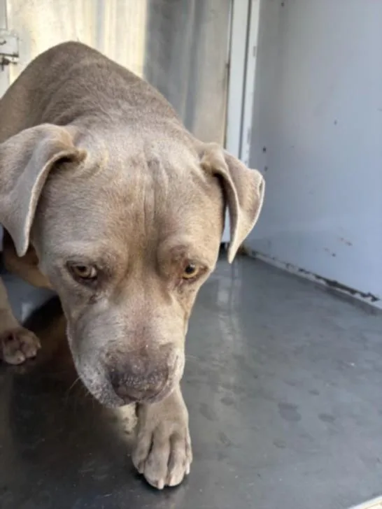 An adult large-sized male Pit Bull Terrier dog named Mike for adoption in Los Angeles, CA