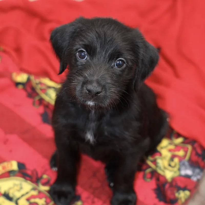 A baby large-sized female Black Mixed Breed dog named Gemini for adoption in Allegan, MI