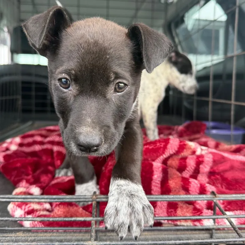 A baby medium-sized male Black Australian Cattle Dog / Blue Heeler dog named Cole for adoption in Floresville, TX