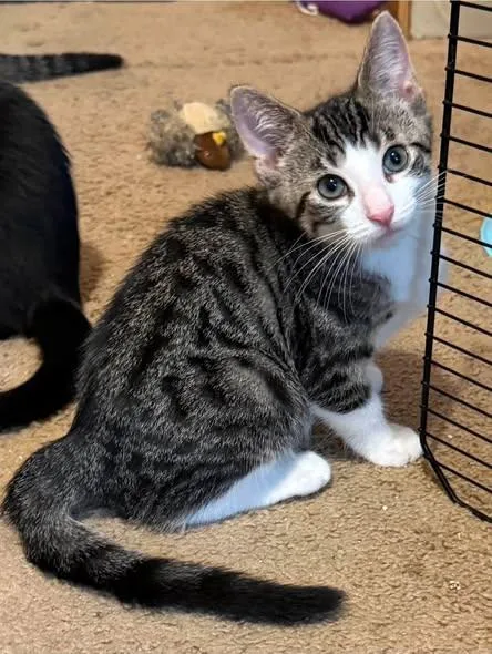 A young medium-sized male White Domestic Short Hair cat named Jericho for adoption in Wyandotte, MI