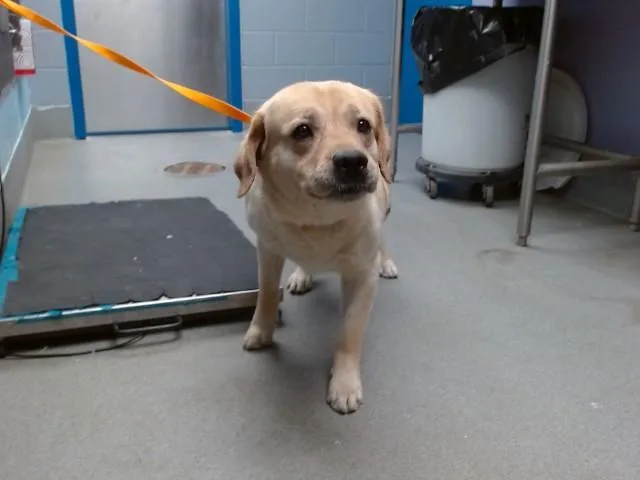 An adult medium-sized male Labrador Retriever dog named Jack for adoption in Albuquerque, NM