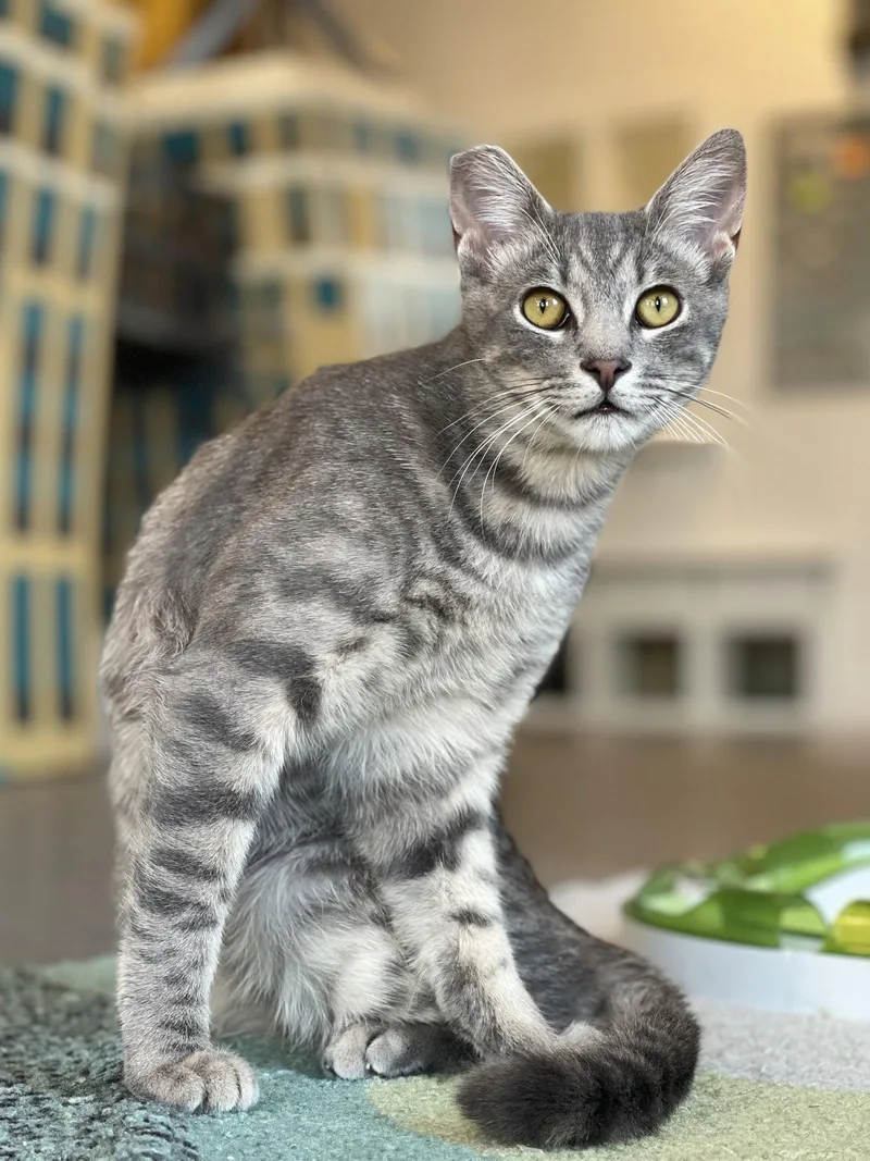 A young medium-sized male Gray / Blue / Silver Domestic Short Hair cat named Zane for adoption in Oakland, CA
