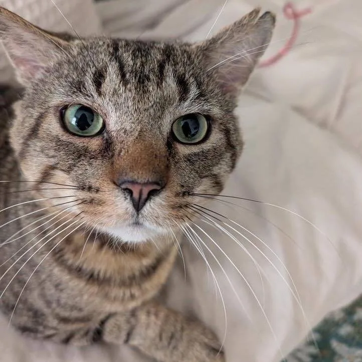A baby small-sized male Buff / Tan / Fawn Domestic Short Hair cat named Chubs for adoption in Long Island City, NY