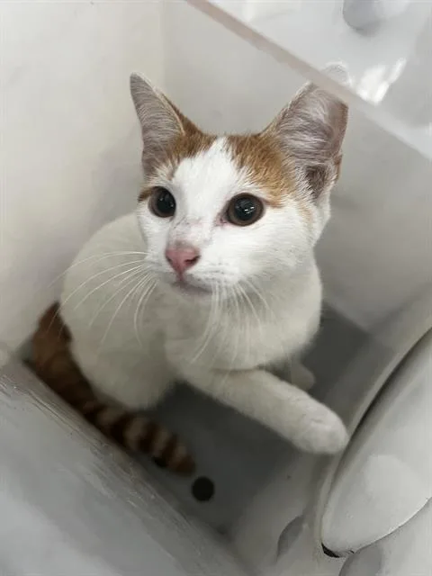 A baby medium-sized male Domestic Medium Hair cat named Rascal for adoption in Dallas, TX