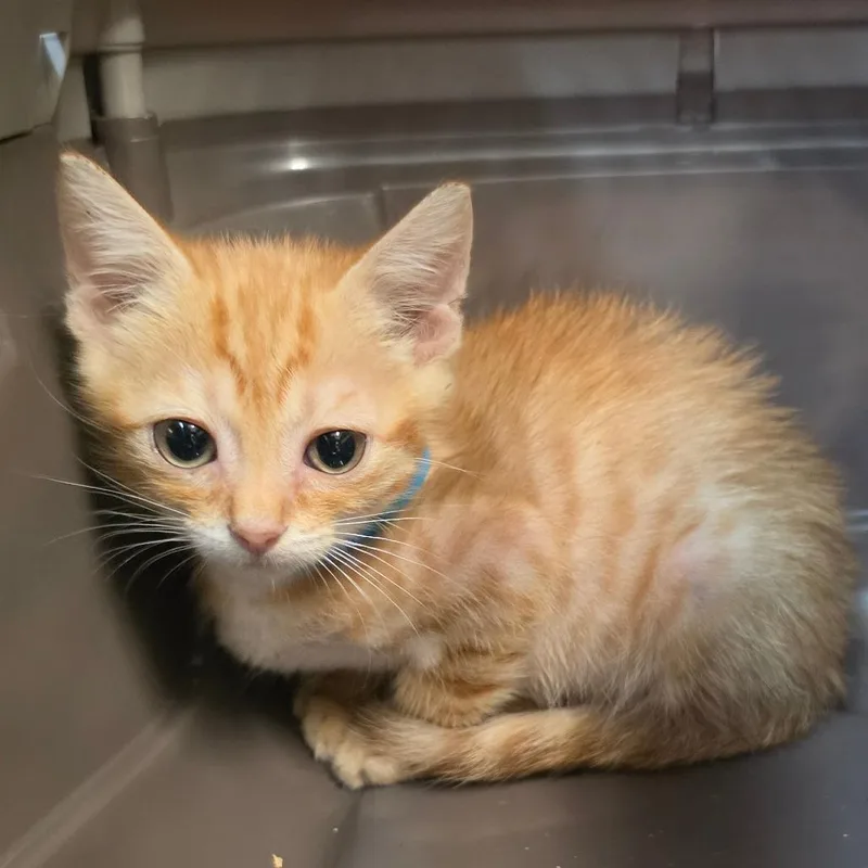 A baby small-sized male Orange / Red Domestic Short Hair cat named Otter for adoption in Melrose, FL
