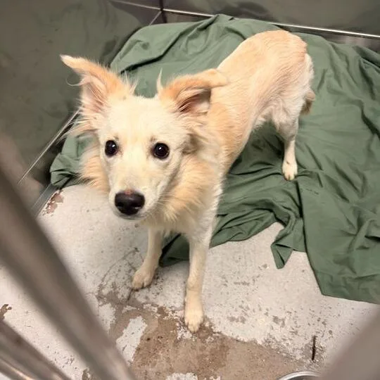 A young medium-sized female White / Cream Mixed Breed dog named Scentiva for adoption in Davenport, IA