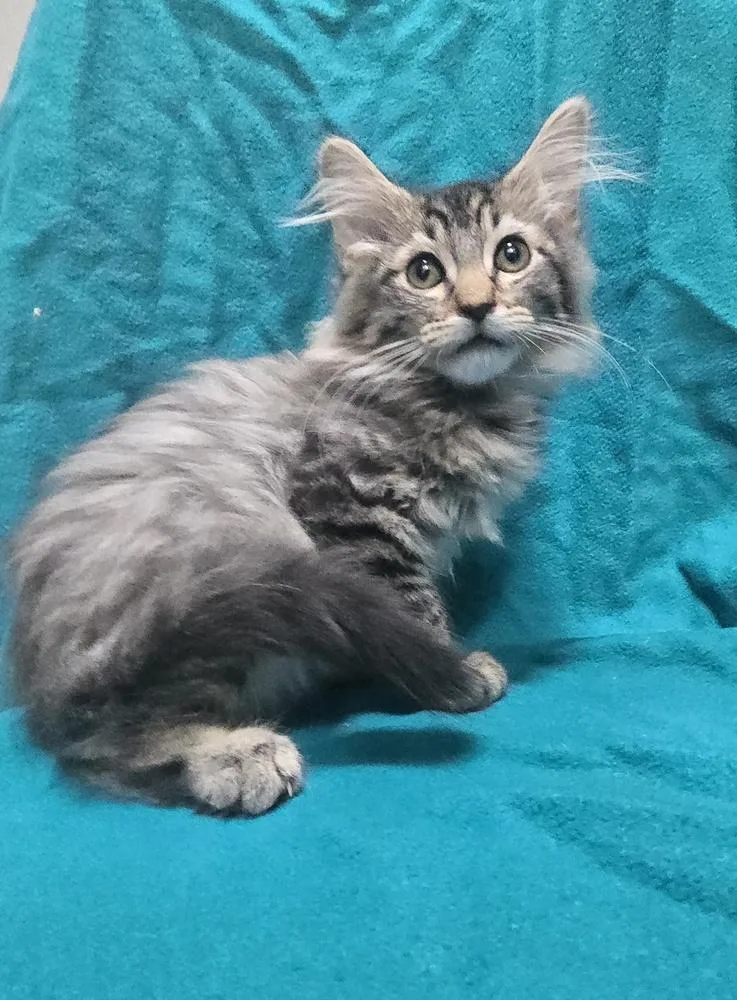 A baby small-sized male Domestic Long Hair cat named Ralphie for adoption in Dickson, TN