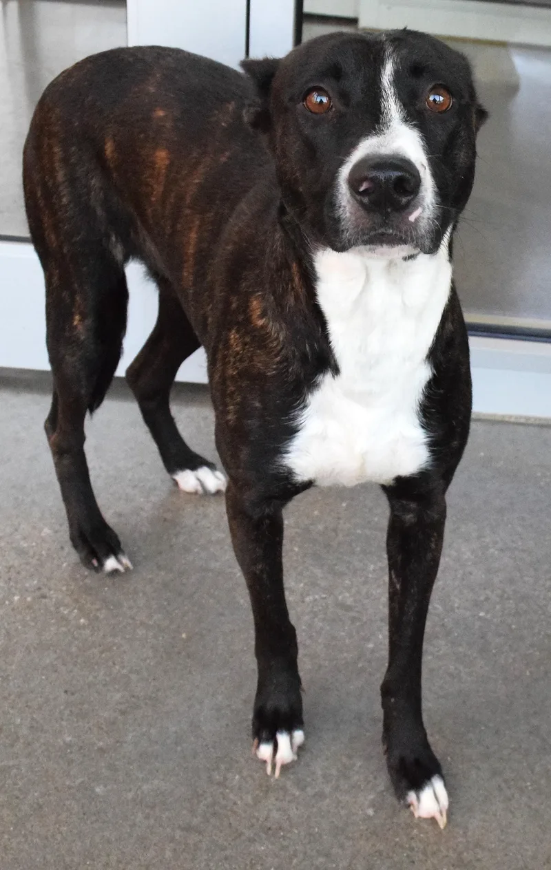 An adult medium-sized female Black Pit Bull Terrier dog named 22469 for adoption in Broken Arrow, OK