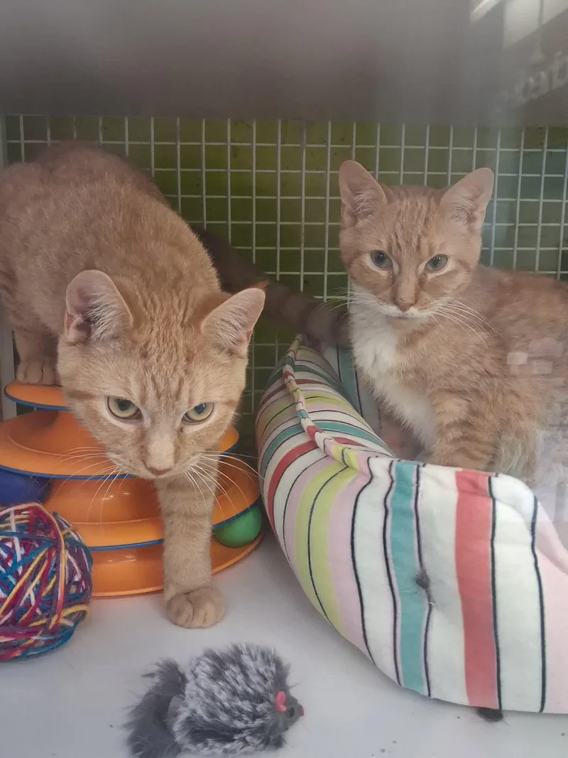 Clementine & Vanilla thumbnail 2