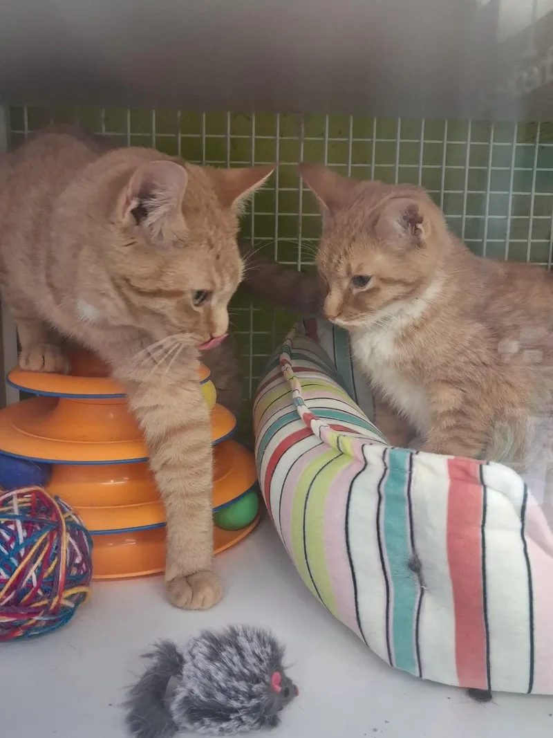 Clementine & Vanilla thumbnail 3