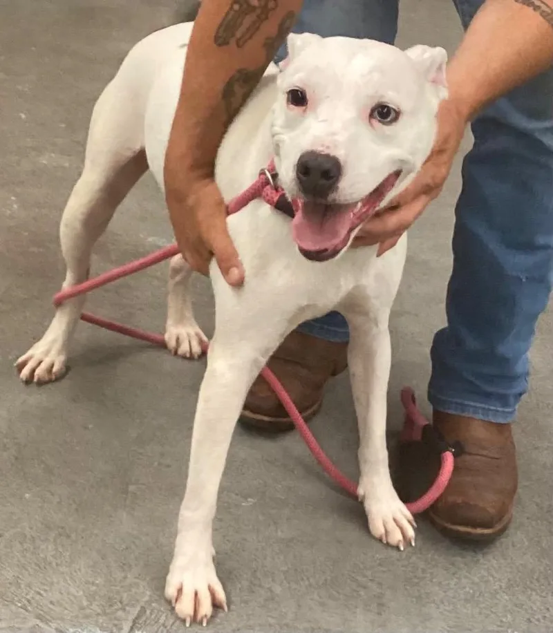 A young medium-sized male Pit Bull Terrier dog named Frick for adoption in Beebe, AR
