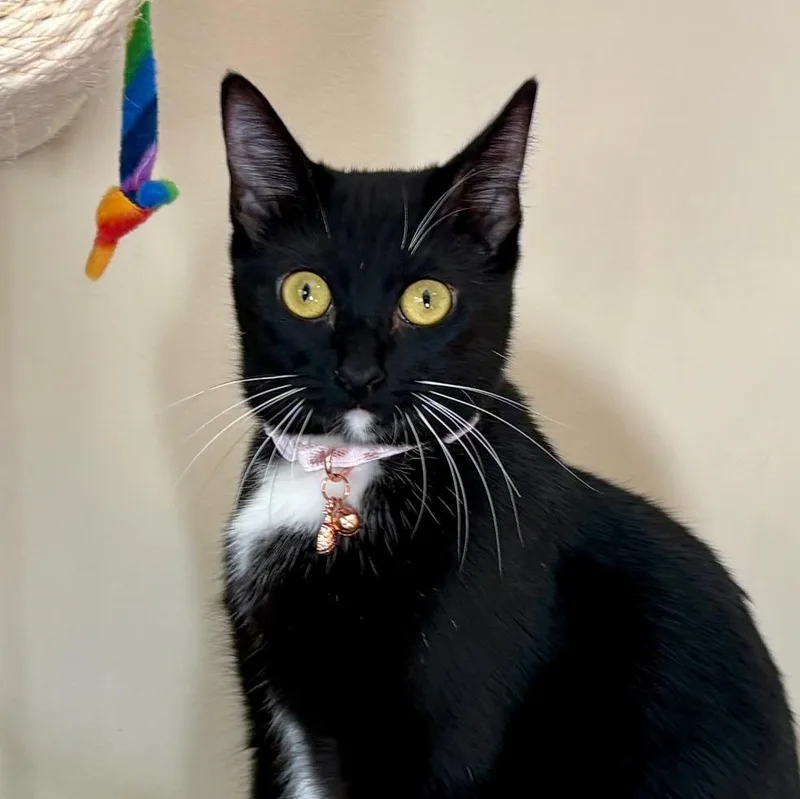 A young medium-sized female Black & White / Tuxedo Domestic Short Hair cat named Badger for adoption in Irvine, CA