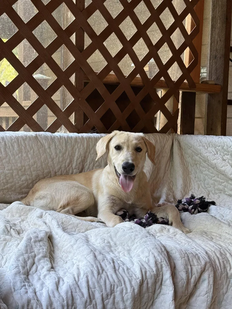 A baby large-sized female Labrador Retriever dog named Honeysuckle for adoption in St. Louis, MO
