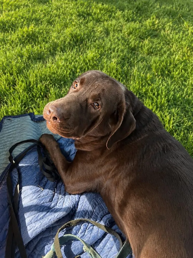 A young large-sized male Brown / Chocolate Chocolate Labrador Retriever dog named Bishop for adoption in Avondale, PA