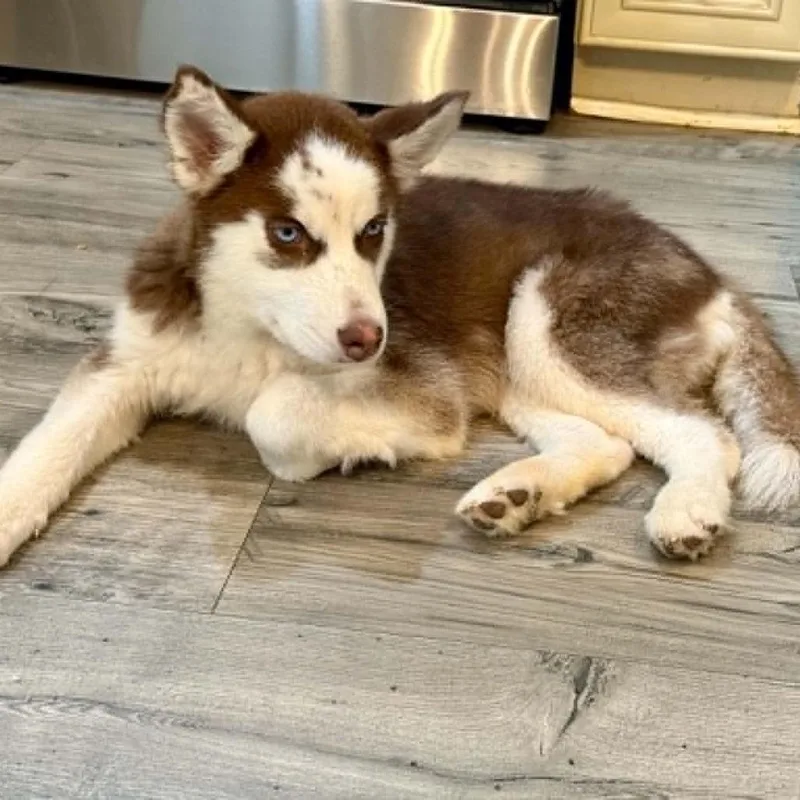 A baby medium-sized female Red / Chestnut / Orange Siberian Husky dog named Kena for adoption in Olathe, KS