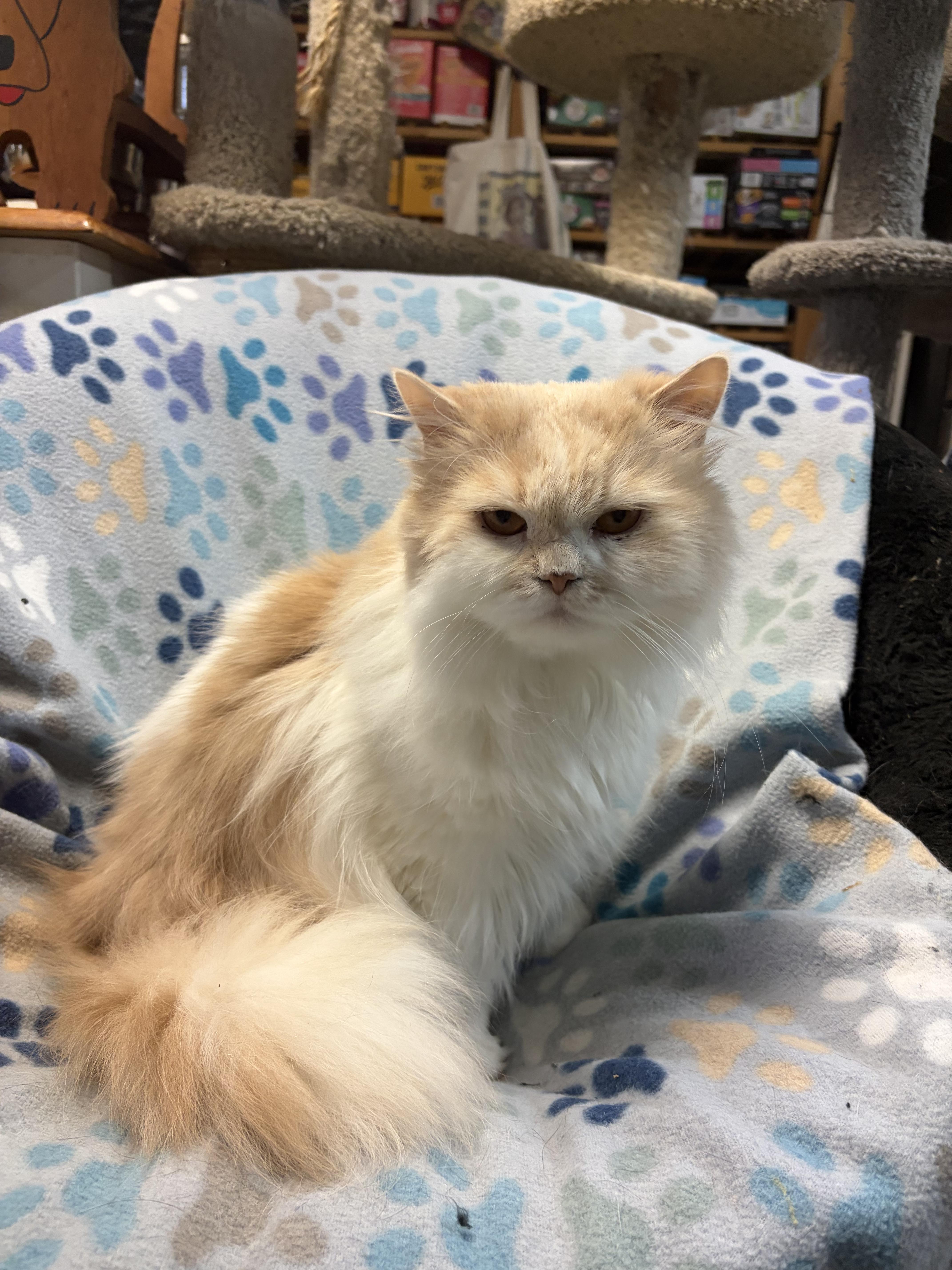 An adult medium-sized male Orange & White Persian cat named DaVinci for adoption in Middletown, DE