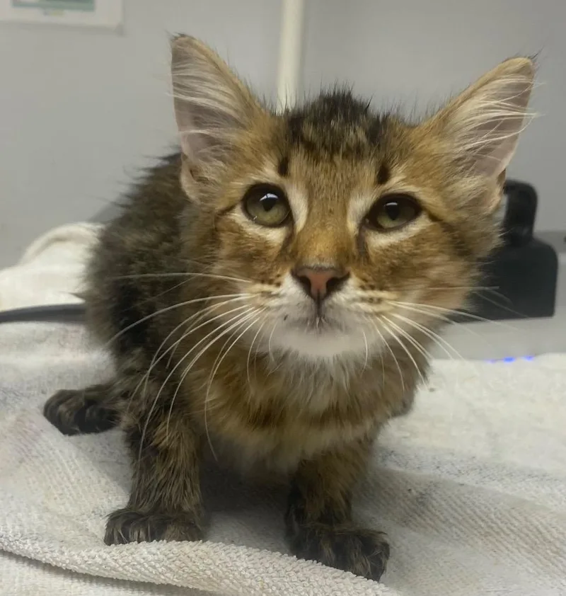 A baby large-sized male Domestic Medium Hair cat named Kevin for adoption in Lockhart, TX