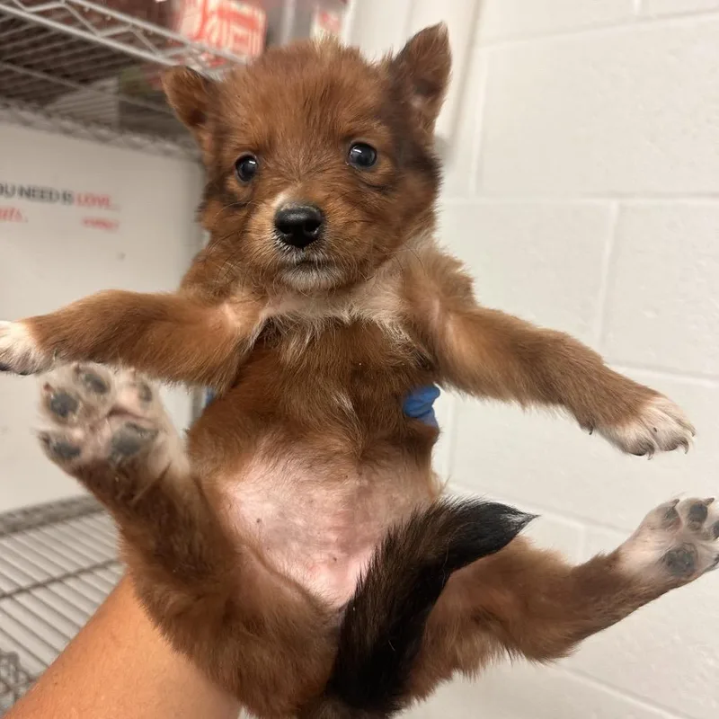 A baby medium-sized female Red / Chestnut / Orange Shepherd dog named Baby Hippo B for adoption in Edinburg, TX