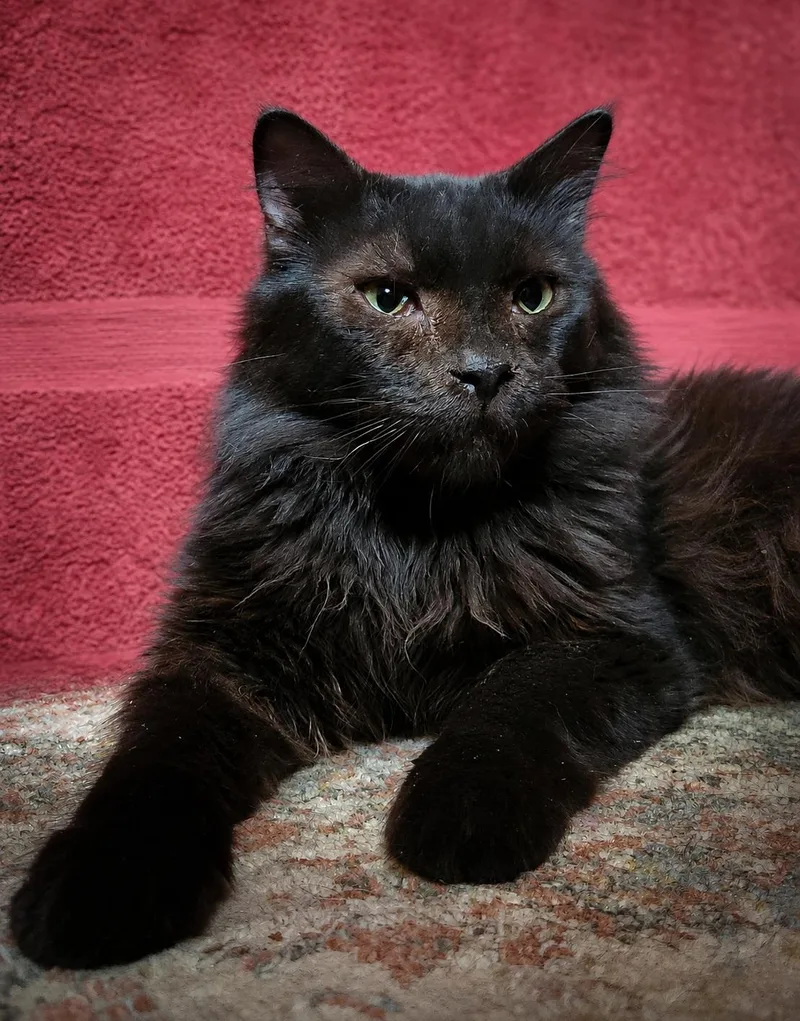An adult medium-sized male Black Domestic Long Hair cat named Fernando for adoption in Scottsdale, AZ