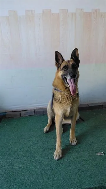 An adult medium-sized male German Shepherd Dog dog named Zarko for adoption in Baldwin Park, CA